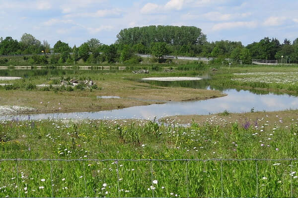 Renaturierung Kibebitzweiher, Ilmendorf